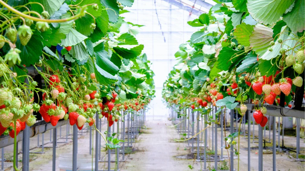 Can This Be the Future of Farming? — Farming Meets the Future: How Dyson Grows Strawberries Using Giant Rotating Wheels and R