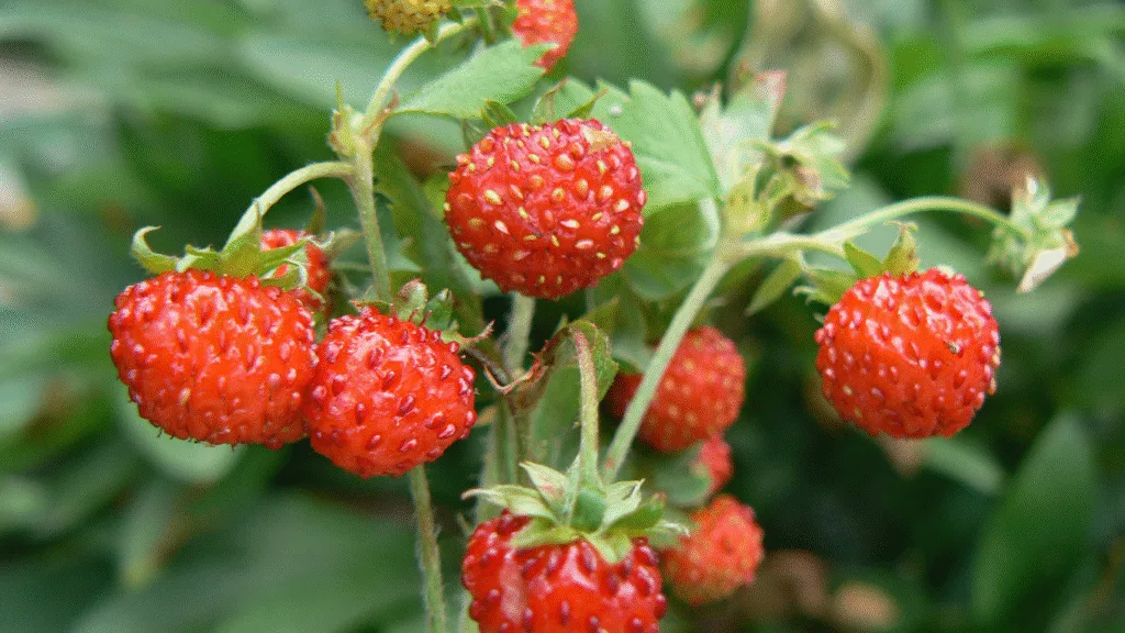 Robots and AI — Farming Meets the Future: How Dyson Grows Strawberries Using Giant Rotating Wheels and Robotic Systems