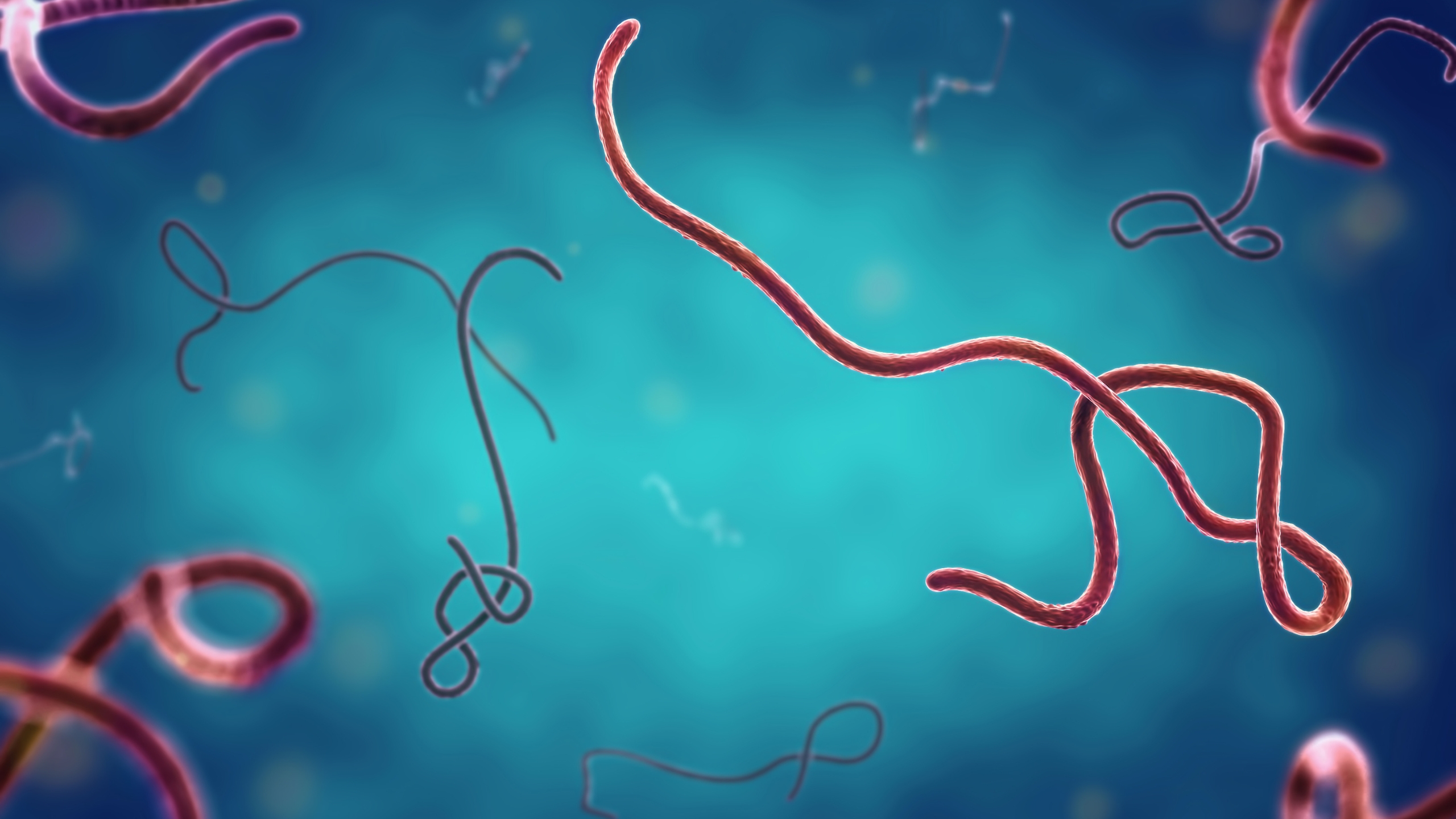 EBOLA VIRUS