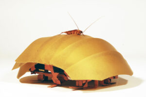 Roach : A Cockroach inspired Robot