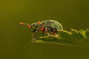 Beetles Lubricate their joints with 'Teflon'